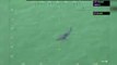 Massachusetts State Police Spot Great White Shark Near Beach