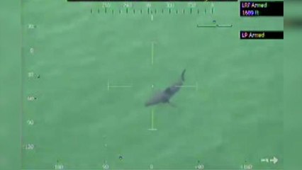 Massachusetts State Police Spot Great White Shark Near Beach