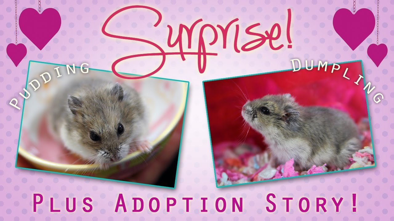 ♥ SURPRISE! Meet the Cuties + Adoption Story!