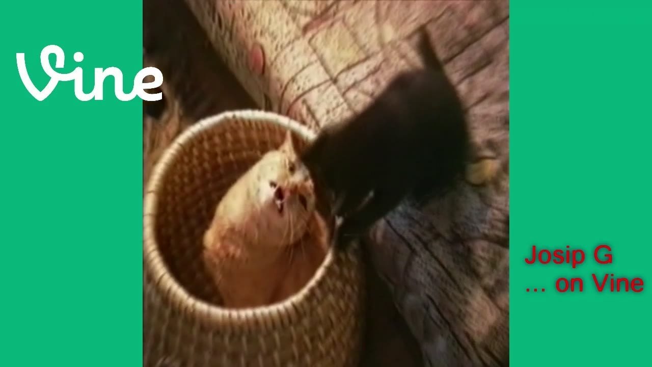 Funny Cats - Vine video - Josip G ... on Vine