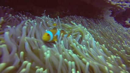 poisson clown Crystal Bay Nusa Penida island Bali