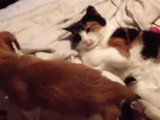 Adorable puppy sits on cats face