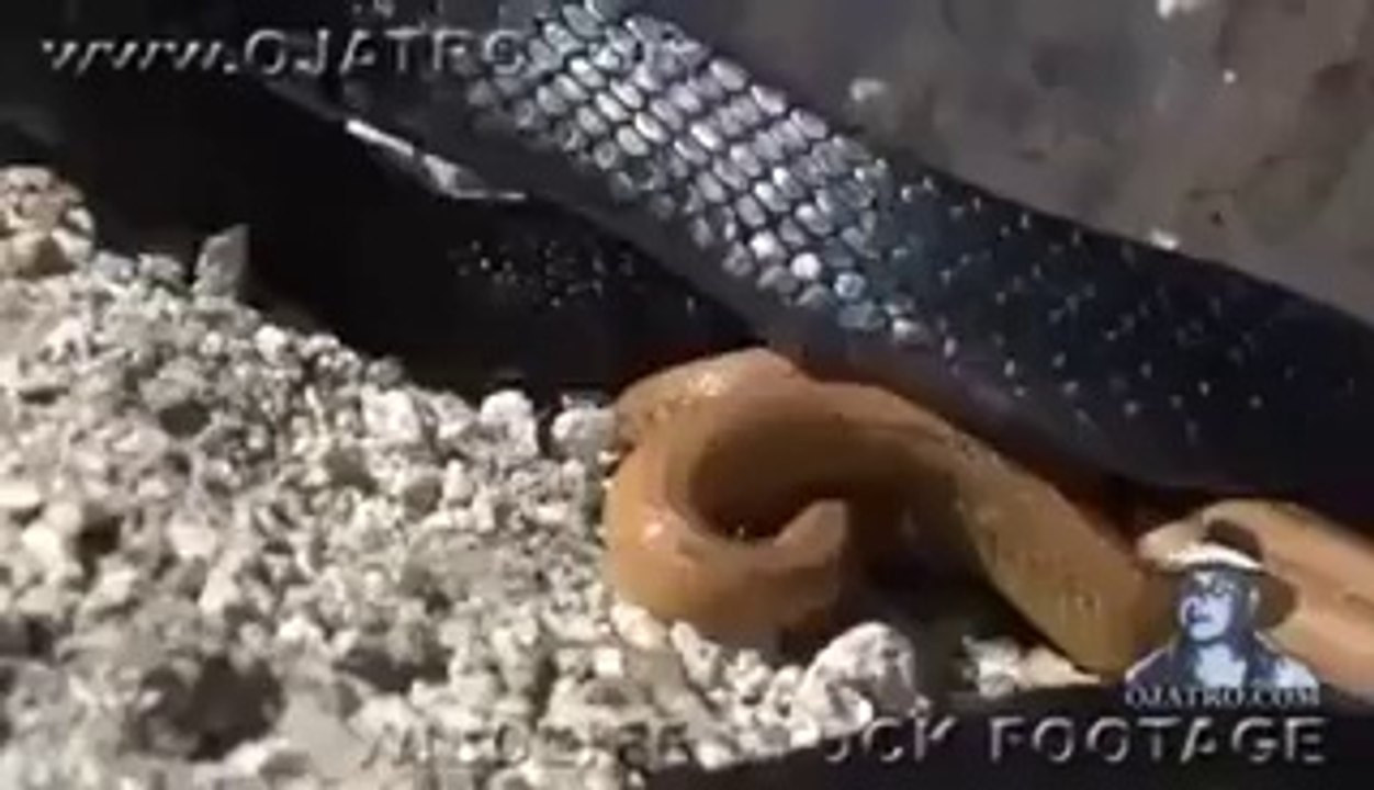 snake's fight