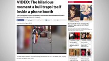 Bull Gets Stuck In Phone Booth During Stampede