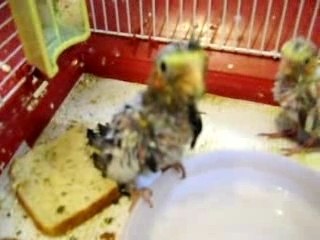 cockatiels, big babies,