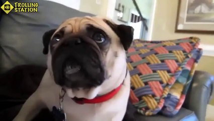 Ultimate Funny Guilty Dog Video Compilation 2014 NEW HD