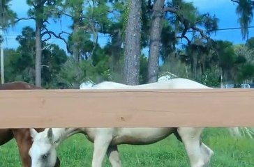 Mis caballos pastando por Hugo Diaz Fernandez