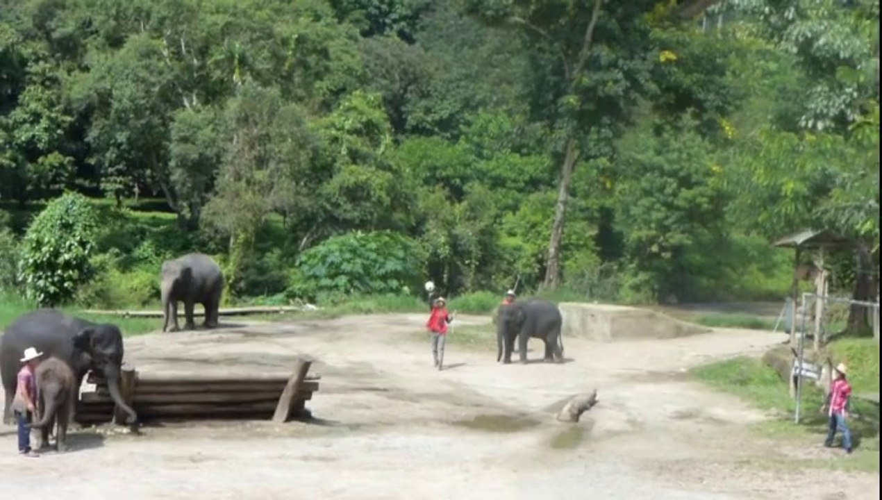 2014_Thaïlande-Elephant