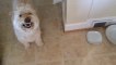 Dog Protects his Food By Making Hilarious Angry Faces  Must Watch