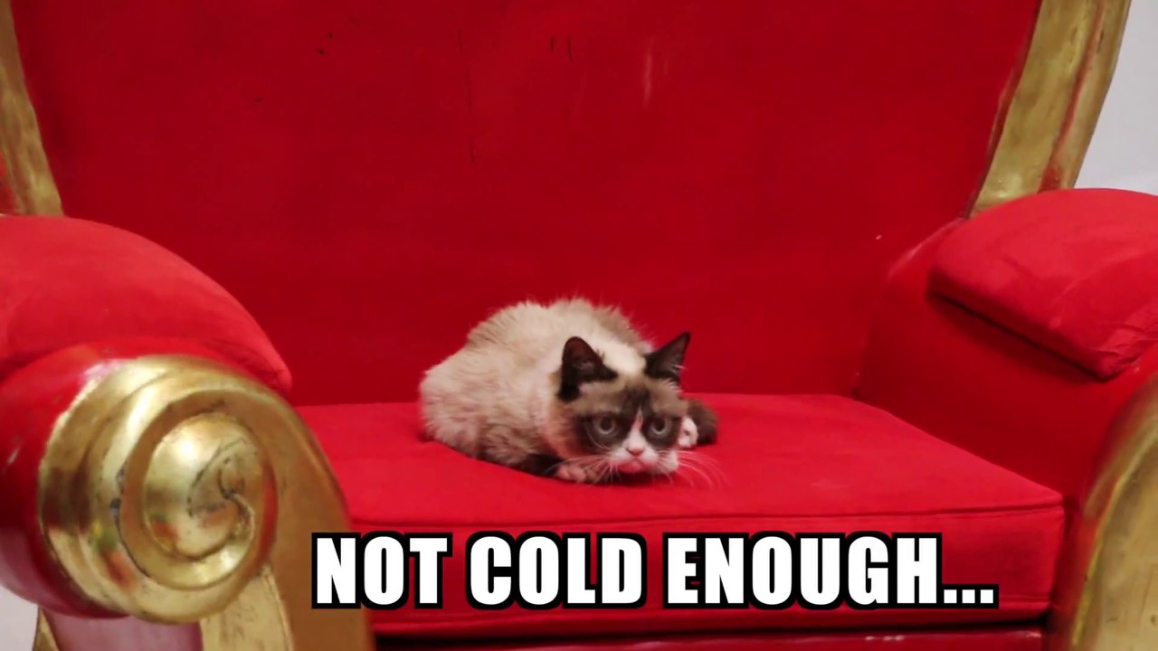 Ice Bucket Challenge de Grumpy the Cat