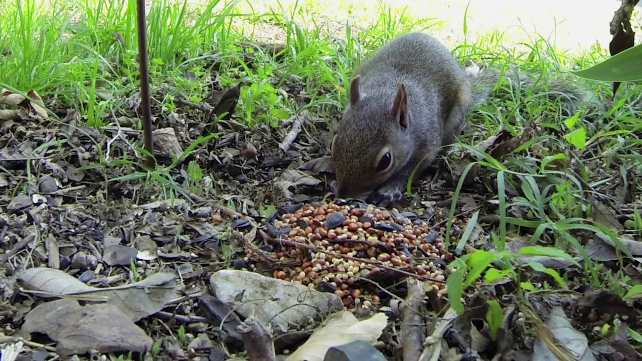Un écureuil se rate en essayant de voler la nourriture des oiseaux!