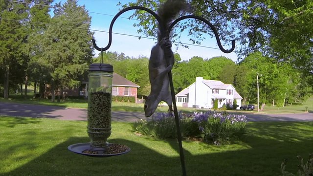 So hilarious Squirrel Fail!