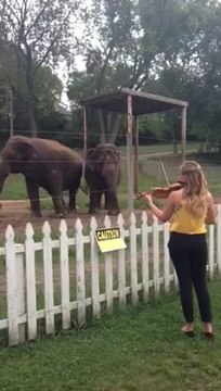 Elephants Dancing to Violin!