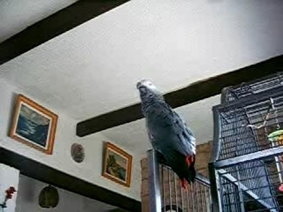Vidéo Pipo