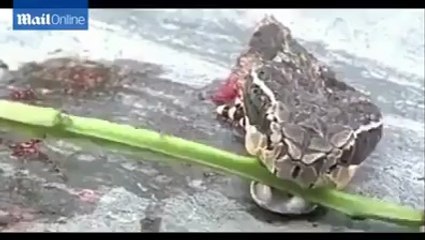 What Happens When You Cut The Head Of Snake