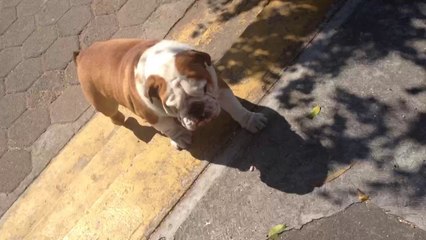 Bulldog inglés Elmer  #bulldog