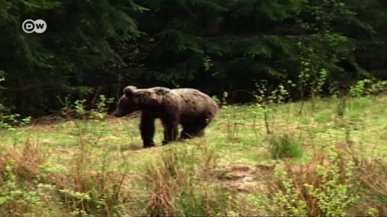 Rumänien: Furchtlose Schäfer | Europa aktuell