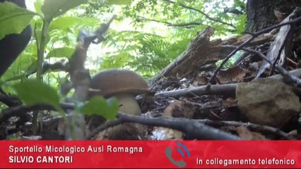 Tempo di funghi, già due riminesi intossicati. L'Ausl: rivolgetevi ai nostri sportelli