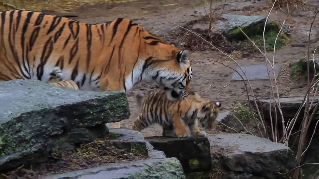 HD Tiger Babys - Cute Tigerbabys - Zoo Cologne - Amurtiger - cute baby animals