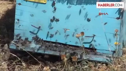 Yozgat'ta 21 Bin Kovanda 400 Ton Bal Üretimi