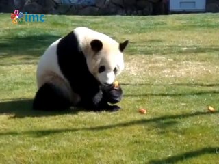 Pandalar daha iyi hizmet için hamile rolü yapıyor