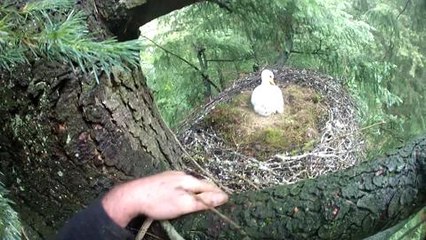 Baguage cigogne noire