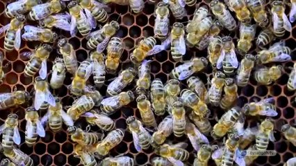 Bal Arılarının Dereceleri mi var_