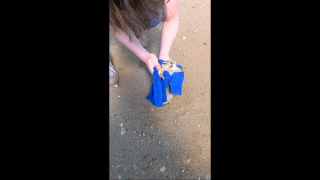 Sauver un chien de prairie coincé dans un trou au milieu d'une route!