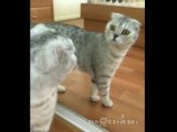 So hilarious cat in a mirror!