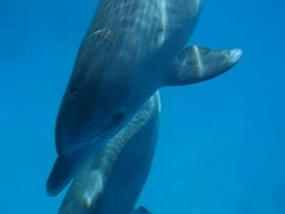 Che amore di delfini