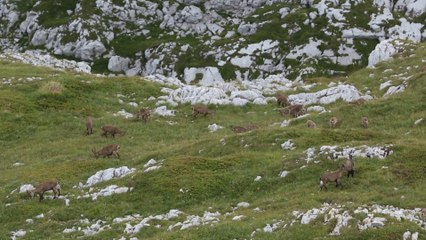 Troupeau d'une cinquantaine de bouquetins dans le Vercors