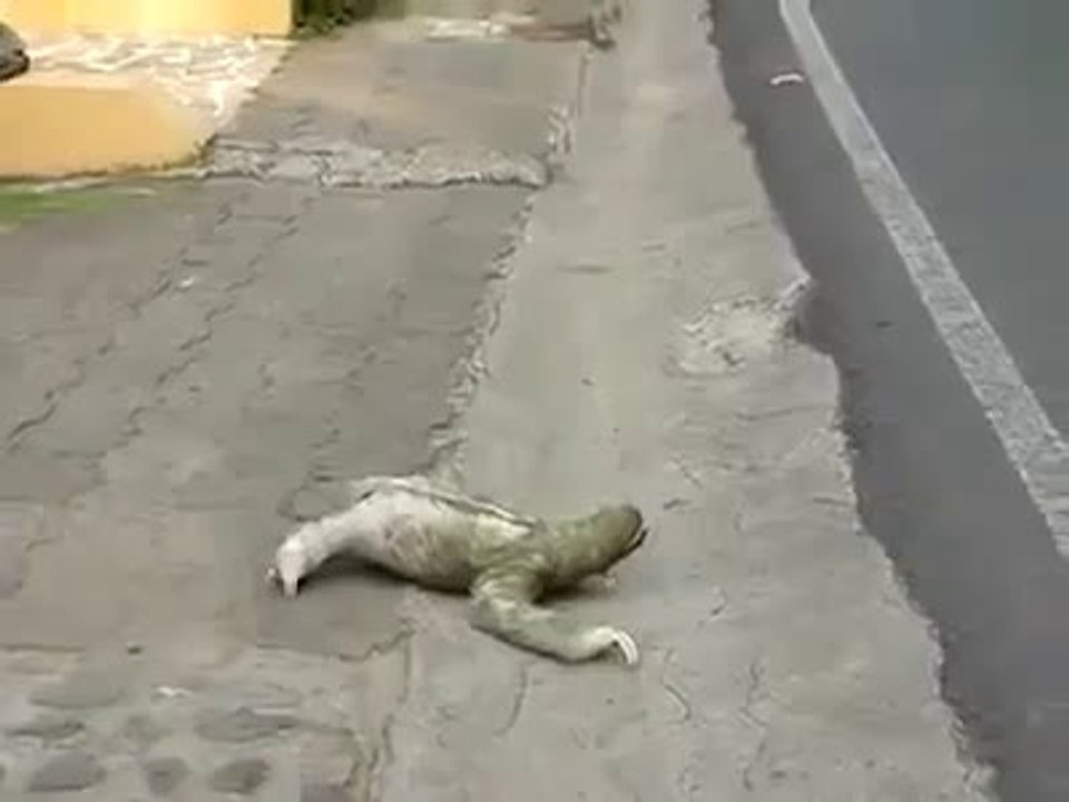 Strange animal
