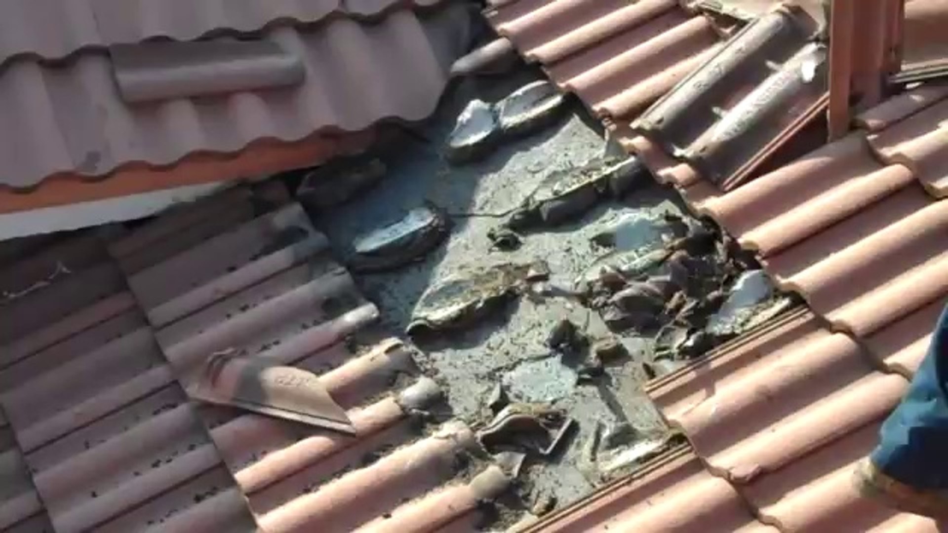 Une toiture infestée de milliers de chauves-souris - Vidéo Dailymotion