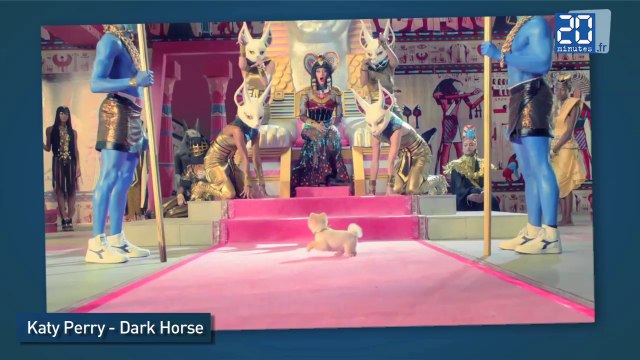 Jeff: le chien le plus rapide du monde sur deux pattes