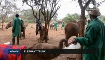 La trompe des éléphants, meilleur nez du monde