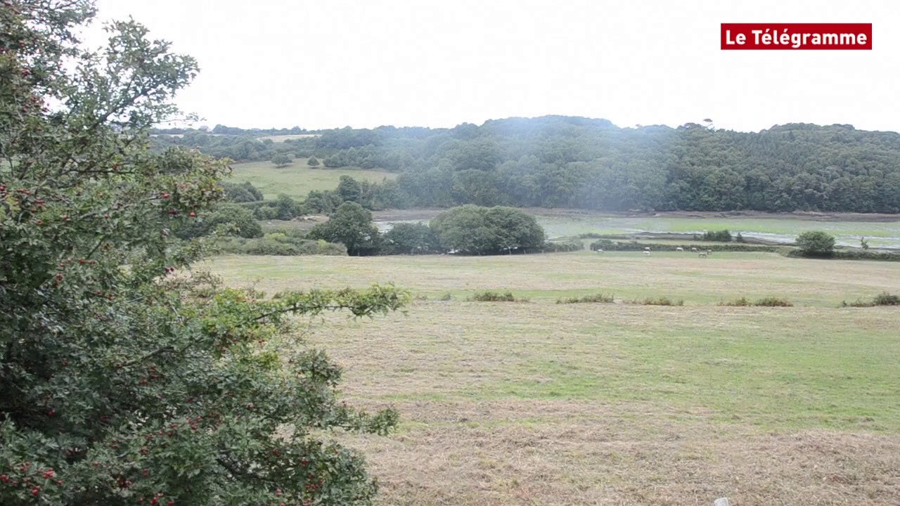 Plougrescant (22). Algues vertes : les ostréiculteurs vivent un Enfer