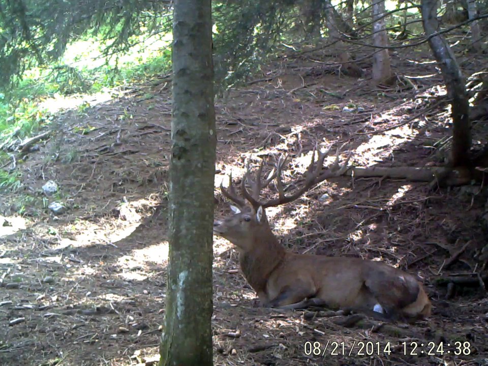 gros_cerf (4)