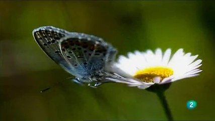 MARIPOSAS - MUNDO NATURAL - DOCUMENTAL