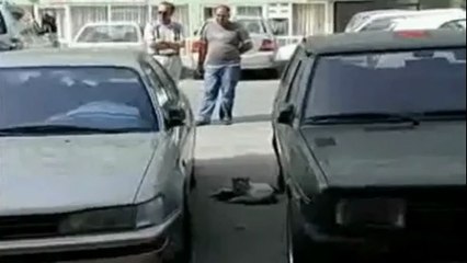 Un chat éssait de réanimer son amie accidentée