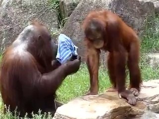 toilette d'un orang-outang