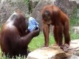 toilette d'un orang-outang
