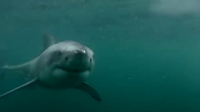 GoPro: Man Fights Off Great White Shark In Sydney Harbour