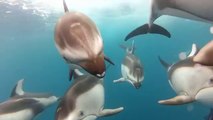 GoPro - Swimming with Dolphins - Santa Cruz, CA