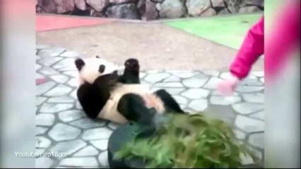 Panda Fakes Pregnancy to get better care
