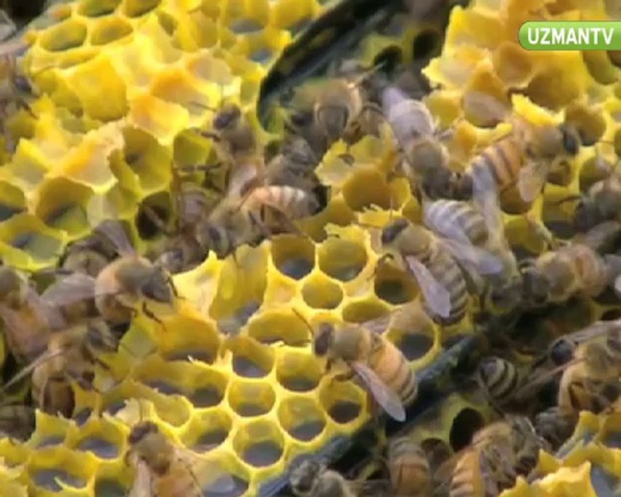 Çam balının özellikleri nelerdir