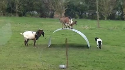 Keçileri Kaçıran Keçiler