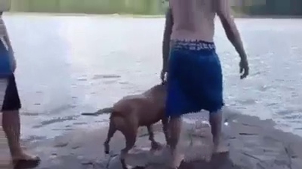 Köpekteki sadakate bakar mısınız..