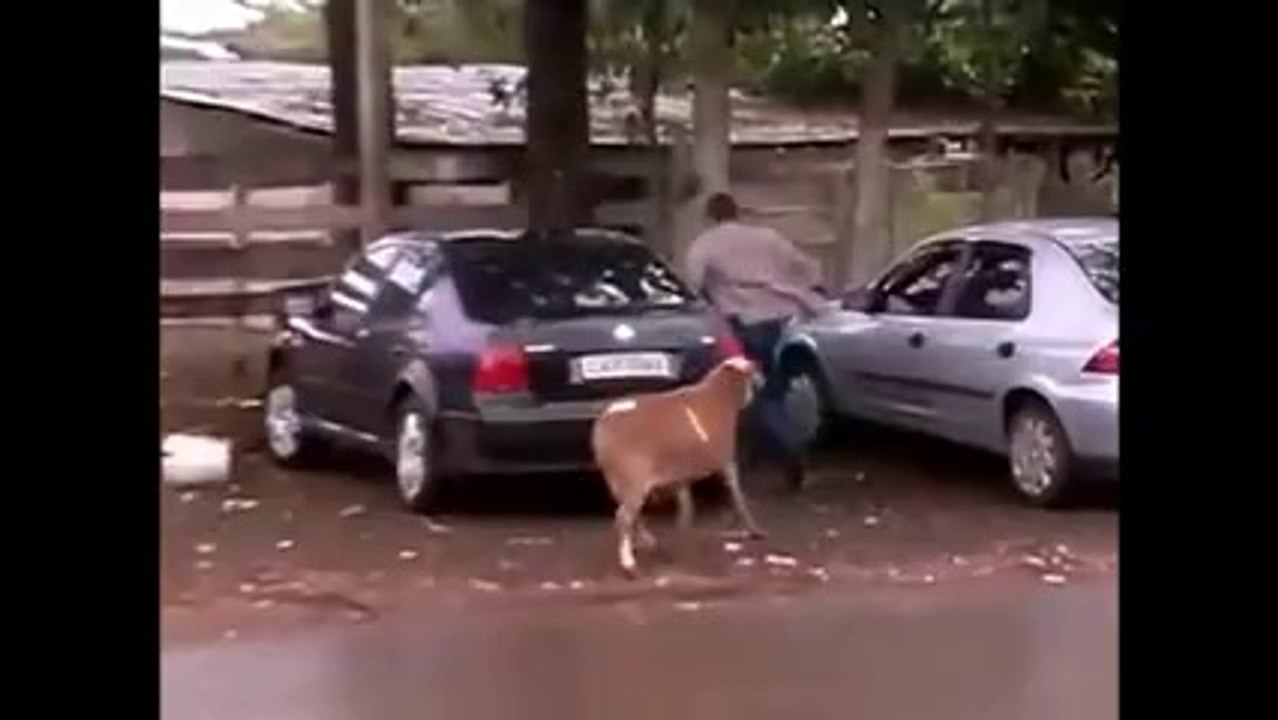 Goat Attack On Girl