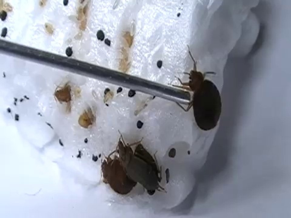 Now Easily Kill Bed Bugs