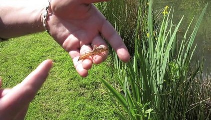 Sur la butte de Coivrel: les libellules comme on ne les voit jamais